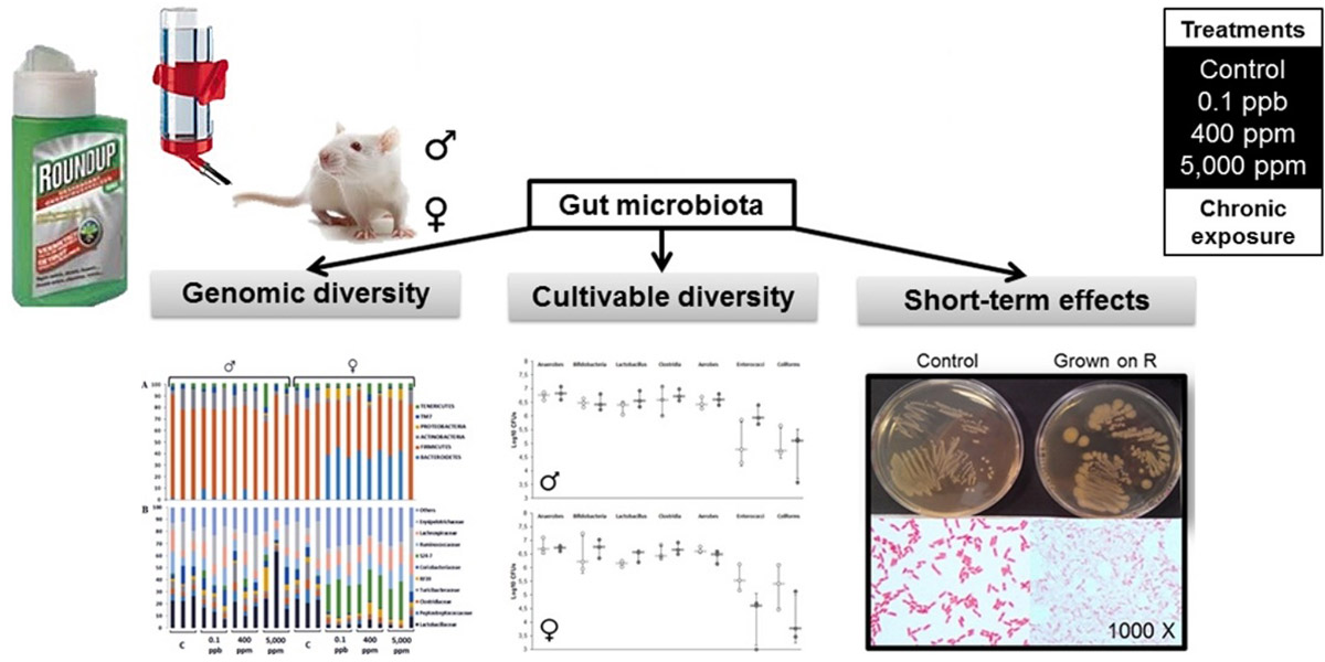 Roundup microbiome experiment