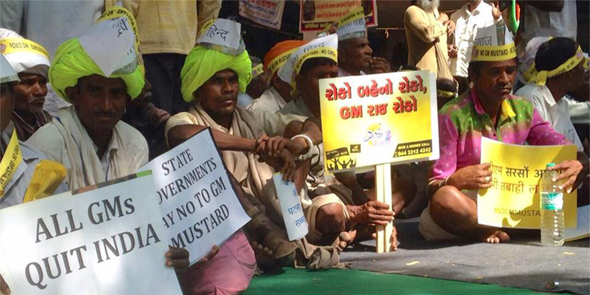 say no to GMO Mustard - farmer protest