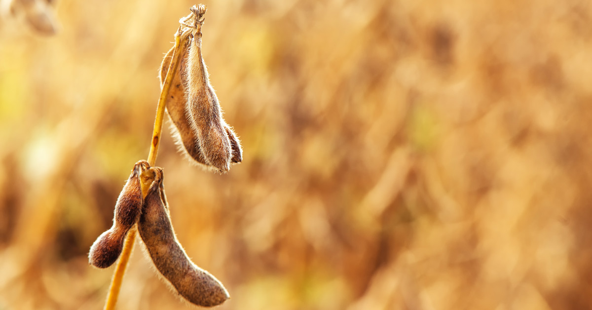 six soya bean pods