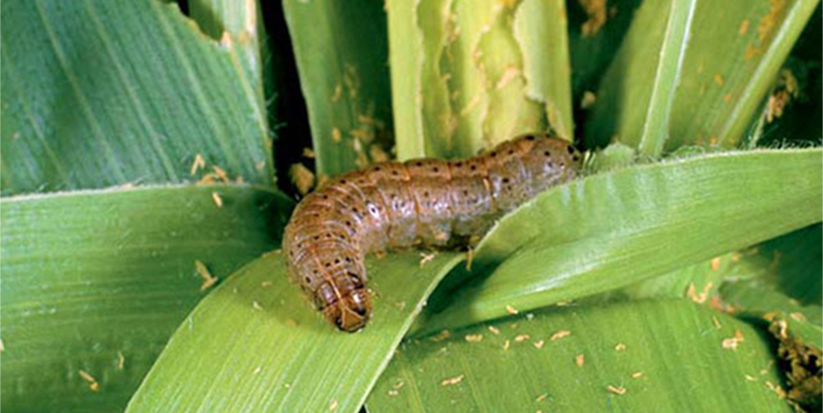 southern africa fall armyworm