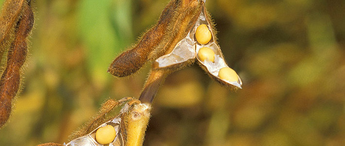 soy bean pods