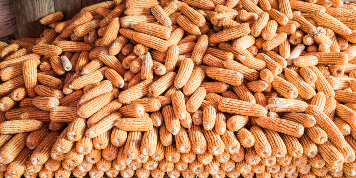 stack of maize corn cobs