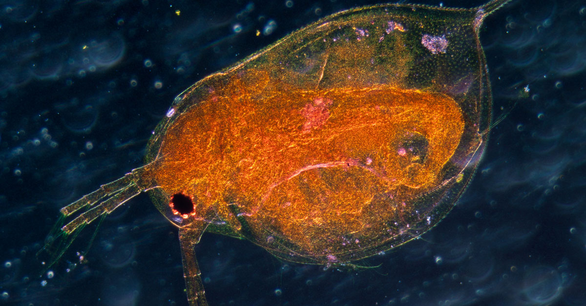 water flea