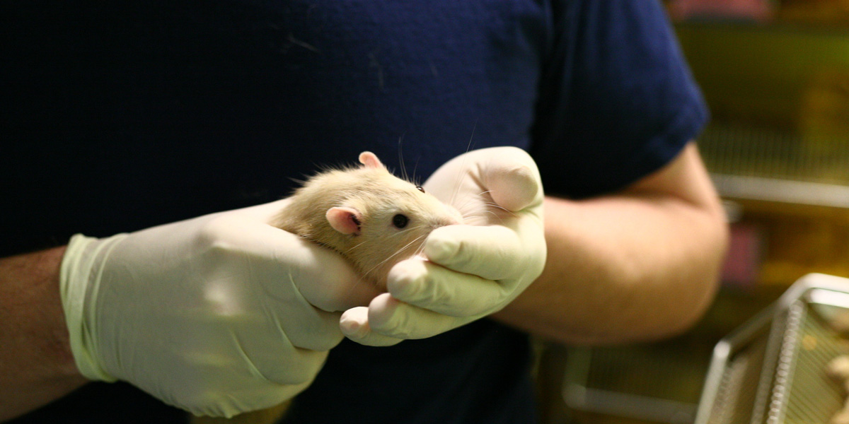 white rat in white gloved hands