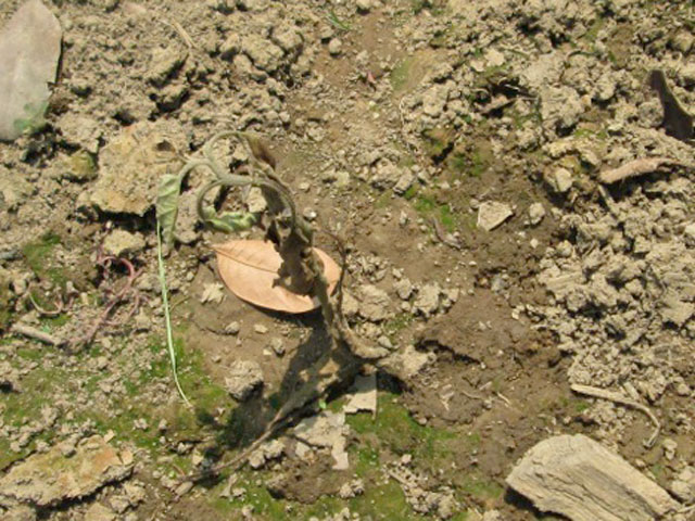 A dead and unhealthy Bt Brinjal plant in the field of farmer Haidul Islam