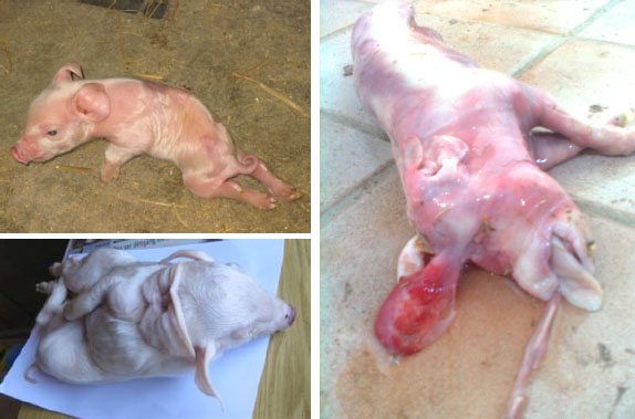 Deformed and Stillborn Piglets