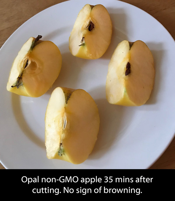 Opal non-gmo non-browning apple 35mins after cutting